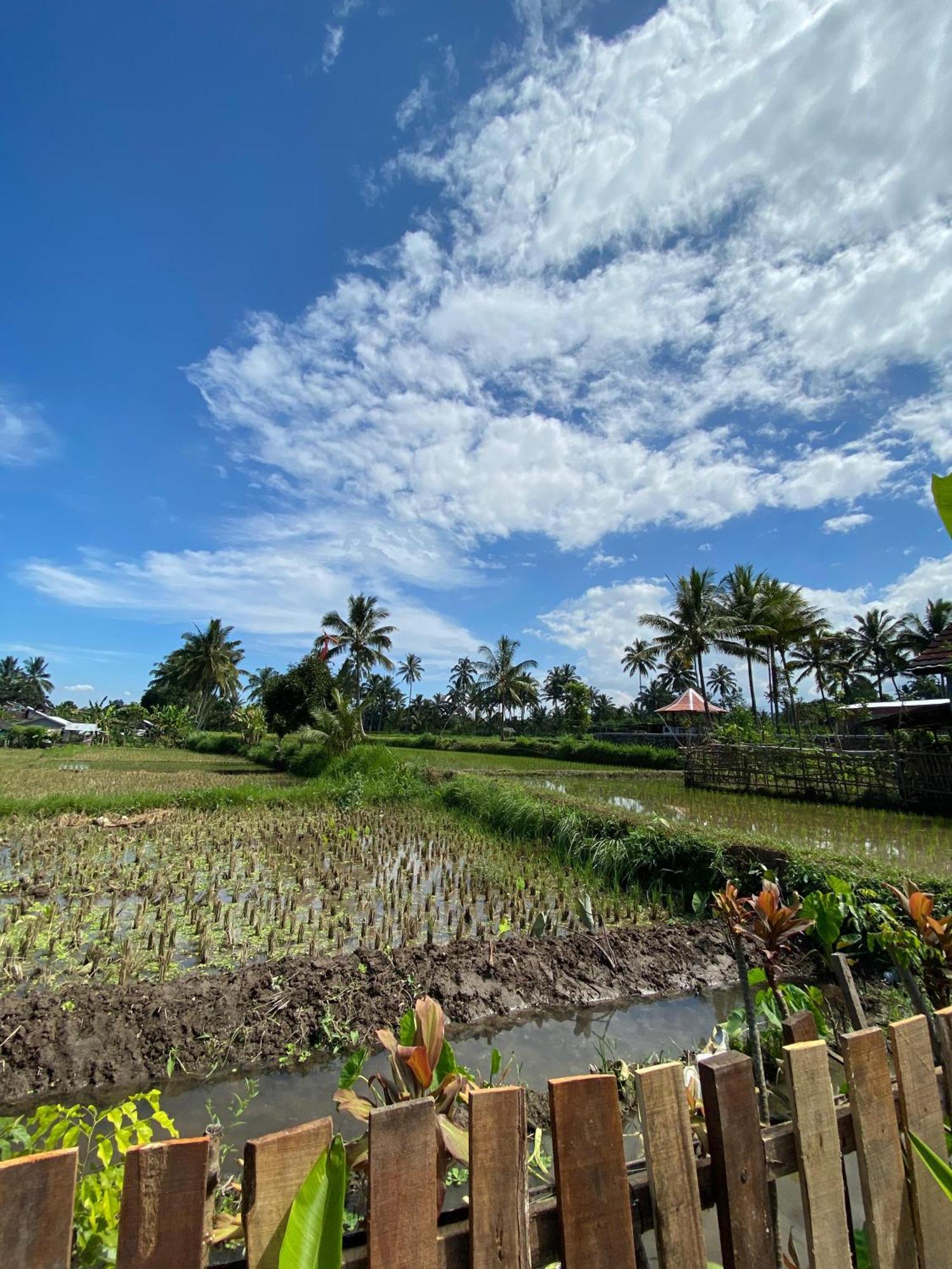 Alfarizi Accommodatie bij particulieren Tetebatu