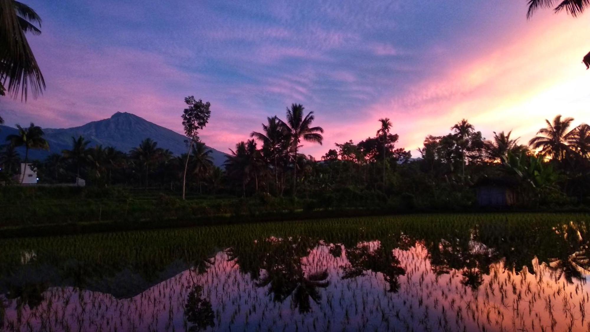 Alfarizi * Tetebatu